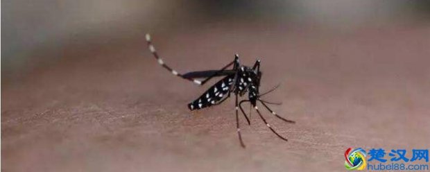 黑白相间的蚊子有毒吗