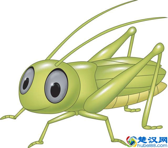 蟋蟀有哪些天敌?主要食物是什么?它能活多久?