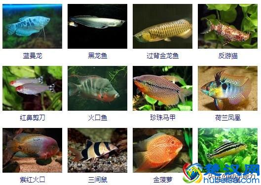 热带鱼的种类(热带鱼的种类和名字)