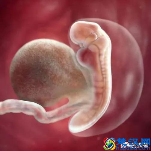 怀孕35天胚胎图片高清图片