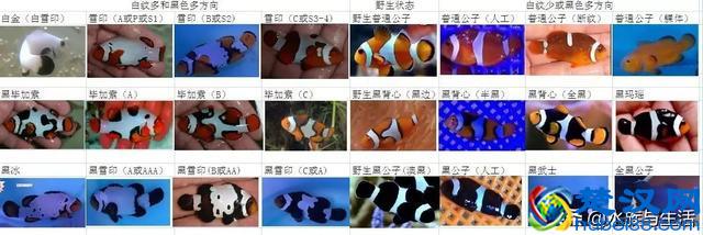 小丑鱼种类图鉴图片